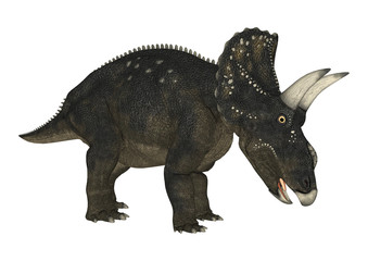 Naklejka premium 3D Rendering Dinosaur Diceratops on White