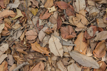 brown leave on the ground