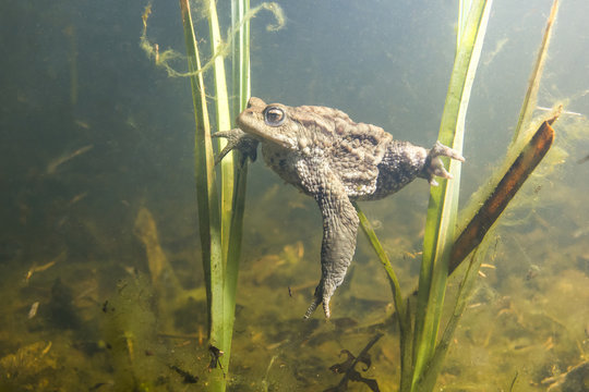 Underwater picture of Common Toad (Bufo Bufo). Beautifull lake habitat.