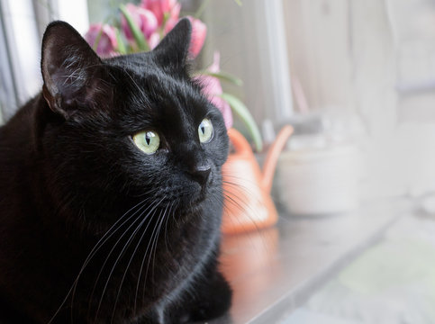 Black Cat Sits On Window Of Balcony