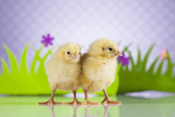 Easter young chick, egg