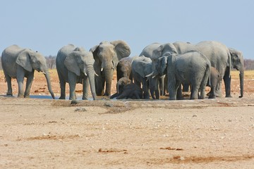 Elefantenherde am Wasserloch Okawao (Etosha Nationalpark)