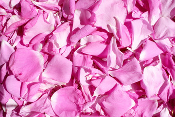 Dogrose petals background
