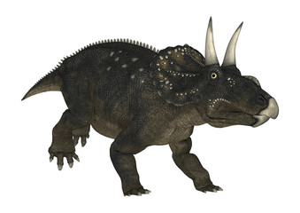 Fototapeta premium 3D Rendering Dinosaur Diceratops on White