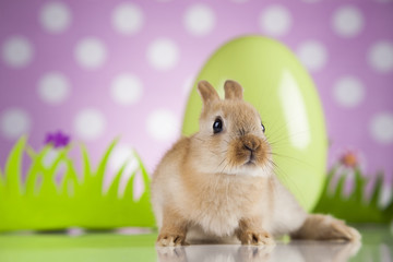 Fototapeta na wymiar Rabbit, Bunny and easter egg