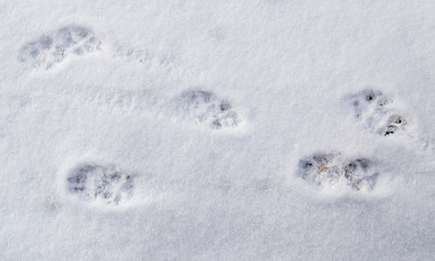 Dog footprints in the snow as a background