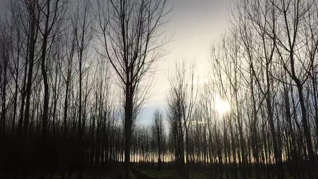 vista dalla macchina foresta video