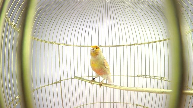 singing canary in a cage isolated on a white screen. soud