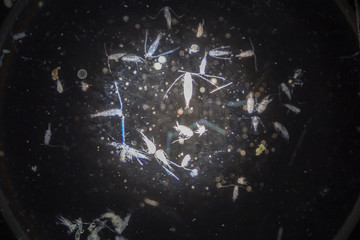 Copepod (zooplankton) in freshwater and Marine under microscope. - obrazy, fototapety, plakaty