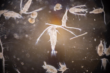 Copepod (zooplankton) in freshwater and Marine under microscope.