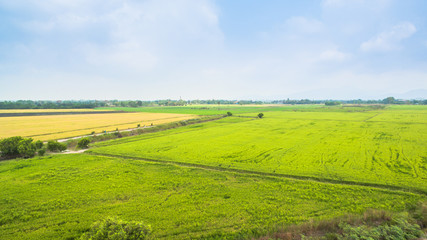 green rice fields