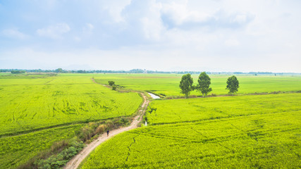 green rice fields