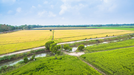 Fototapeta na wymiar green rice fields
