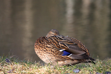 Duck