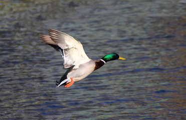 Obraz premium kaczka