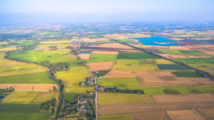 surgar palm in rice green fields