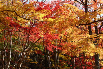 紅葉と黄葉