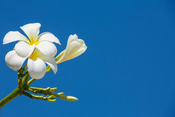 Frangipani flowers in blue sky