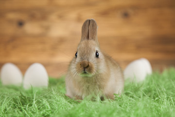 Fototapeta premium Rabbit and easter eggs