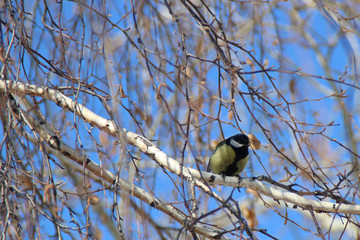 Titmouse sits on a branch in a spring day