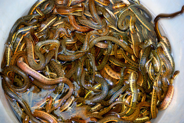 Eels at Qinping Market, Guangzhou, China