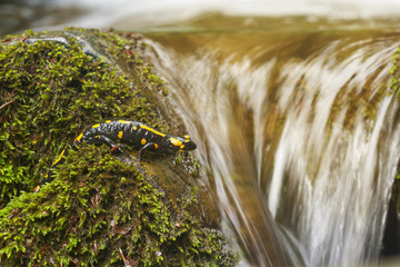 Salamandra salamandra on river-stone with water-flow on background