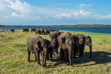 Obraz premium Elephant Mothers Protecting Their Babies at the Waterhole of Minneriya National Park in Sri Lanka (Biggest Gathering of Asian Elephants Worldwide)