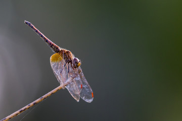 Image of dragonfly perched on a tree branch on nature background. Insect Animals.