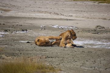 Fototapeta premium In the Wild