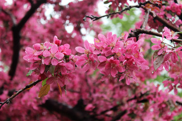 Spring blossom tree. Spring flowering apple tree. Spring blossom background. Cropped shot of beautiful flowers. Multitudes of flowers. Cropped shot of a textured background.