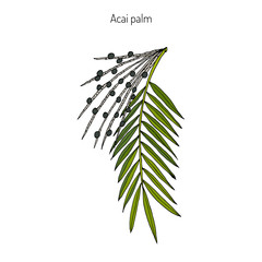 Acai palm Euterpe oleracea 