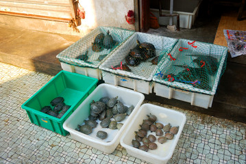 Turtles at Qinping Market, Guangzhou, China