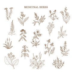 Vintage collection of medical herbs