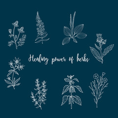 Vintage collection of medical herbs