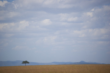 Obraz premium Serengeti Landscape 