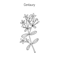 European centaury, medicinal herb