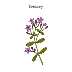 European centaury, medicinal herb