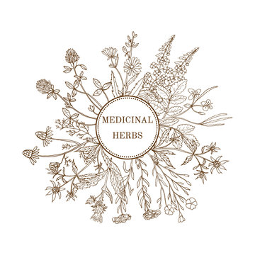 Vintage collection of medical herbs