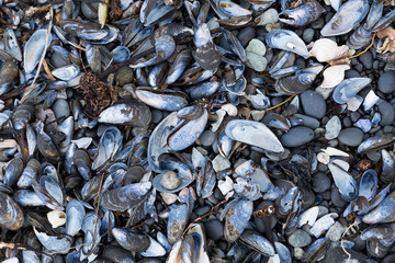 mussel shells on an Icelandic coast