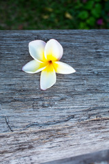 Frangipani flowers on wood