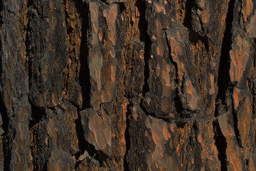 Bark of old Siberian pine background texture