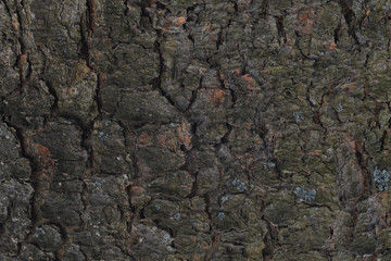 Bark of old Siberian cedar pine background texture