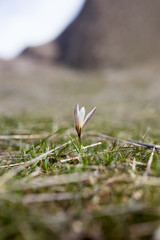 snowdrop flower in nature
