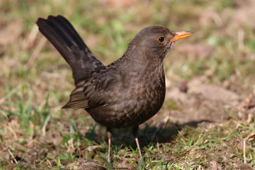 Female Turdus Black Bird
