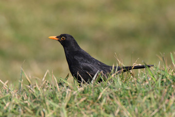 Male turdus merula