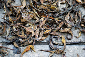 Sea horses at Qinping Market, Guangzhou, China