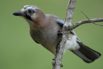 Eichelhäher auf Ast