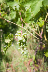 bunch of green grapes close up on vineyard