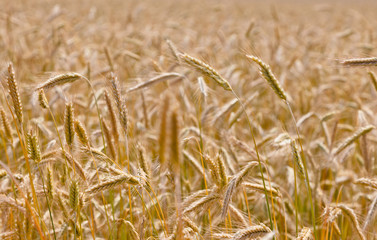 Wheat field on a summer