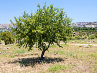Fototapeta na wymiar peach tree and view of Agrigento town in Sicily